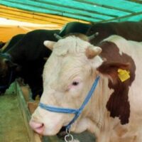 Kurban Derilerimizi Köyümüz Kuran Kursuna Bağışlıyoruz.